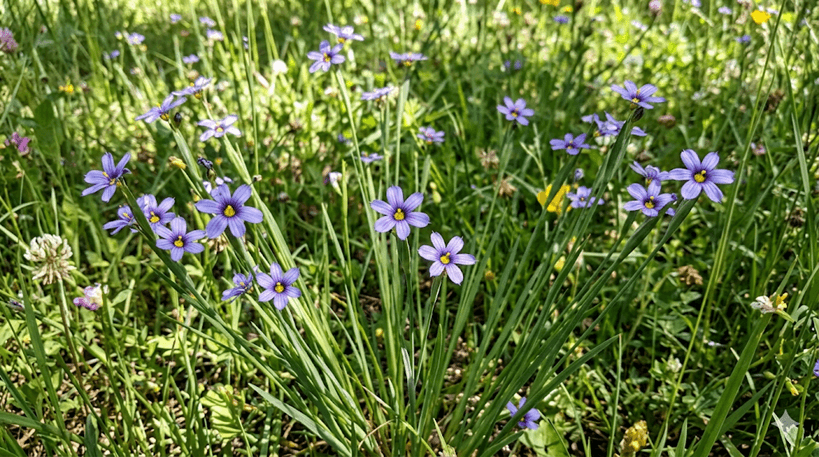 Blue-eyed Grass
